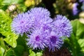 Close-up of small, purple flowers, Ageratum Houstonianum, also know as Floss flower, Pussy Foot, or Blue mink Royalty Free Stock Photo