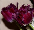 Purple fluffy Tulip. Dark shaggy Tulip. Dark purple flower