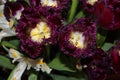 Purple fluffy Tulip. Dark shaggy Tulip. Dark purple flower