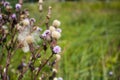 beautiful, pink, background, flower, burdock, nature, fluffy, green, summer, white, floral, wild, blossom, sunlight, purple, bota Royalty Free Stock Photo