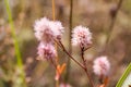 Beautiful, pink, background, flower, burdock, nature, fluffy, green, summer, white, floral, wild, blossom, sunlight, purple, botan Royalty Free Stock Photo