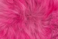 Purple fluffy wool texture, pink animal wool background, painted fur texture closeup Royalty Free Stock Photo