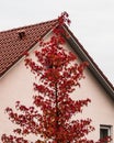 Purple foliage of autumn tree on the like colored house wall Royalty Free Stock Photo