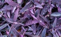 Purple foliage background close-up with dew drops Royalty Free Stock Photo