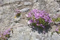 purple followers growing on a rock wall Royalty Free Stock Photo