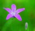 Purple Forest Flower Royalty Free Stock Photo