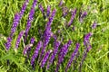 Purple forest flowers among green tall grass