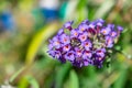 Purple forget-me-not bush in a garden under sunlight with a blurry background