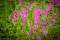 Purple forget-me-not flowers