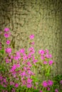 Purple forget-me-not flowers