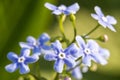 Purple Forget-Me-Not flowers in spring on green natural background. Selective focus Royalty Free Stock Photo