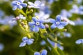 Purple Forget-Me-Not flowers in spring on green natural background. Selective focus Royalty Free Stock Photo