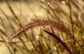 Purple Fountain Grass