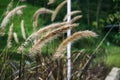 purple fountain grass Royalty Free Stock Photo