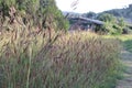 Purple Fountain Grass (Cenchrus setaceus) at sunset