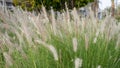 Purple fountain grass, an ornamental plant of Pennisetum Alopecuroides Hameln, Chinese fountain grass, in the outdoor during Royalty Free Stock Photo