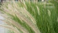 Purple fountain grass, an ornamental plant of Pennisetum Alopecuroides Hameln, Chinese fountain grass, in the outdoor during Royalty Free Stock Photo