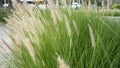 Purple fountain grass, an ornamental plant of Pennisetum Alopecuroides Hameln, Chinese fountain grass, in the outdoor during Royalty Free Stock Photo