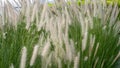 Purple fountain grass, an ornamental plant of Pennisetum Alopecuroides Hameln, Chinese fountain grass, in the outdoor during Royalty Free Stock Photo