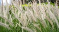 Purple fountain grass, an ornamental plant of Pennisetum Alopecuroides Hameln, Chinese fountain grass, in the outdoor during Royalty Free Stock Photo