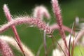 Purple fountain grass (Pennisetum setaceum) Royalty Free Stock Photo