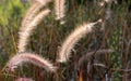 Purple Fountain Grass (Pennisetum setaceum) Royalty Free Stock Photo