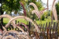Purple Fountain Grass (Pennisetum setaceum) Royalty Free Stock Photo