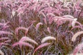 Purple Fountain Grass (Pennisetum setaceum rubrum) background Royalty Free Stock Photo