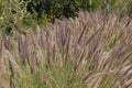 California Park Series - Lake Murray Community Park - Purple Fountain Grass