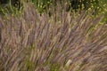 California Park Series - Lake Murray Community Park - Purple Fountain Grass