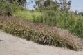 California Park Series - Lake Murray Community Park - Purple Fountain Grass