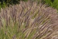 California Park Series - Lake Murray Community Park - Purple Fountain Grass