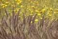 California Park Series - Lake Murray Community Park - Purple Fountain Grass