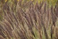 California Park Series - Lake Murray Community Park - Purple Fountain Grass