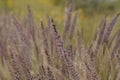 California Park Series - Lake Murray Community Park - Purple Fountain Grass