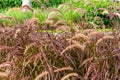 Purple Fountain Grass Pennisetum setaceum rubrum - Pembroke Pines, Florida, USA Royalty Free Stock Photo