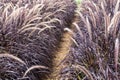 Purple fountain grass pennisetum setaceum rubrum. Royalty Free Stock Photo