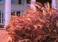 Purple fountain grass Pennisetum setaceum `Rubrum`