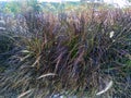 Purple fountain grass Scientific name Pennisetum Setaceum Royalty Free Stock Photo