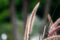 Purple fountain grass, soft background