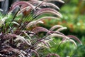 Purple fountain grass stalks in a garden, bokeh in the background