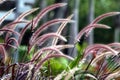 Purple fountain grass stalks in a garden, soft background