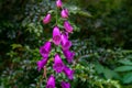 Purple Fox Glove Flowers In Deep Forest of Washington State USA Royalty Free Stock Photo