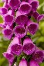 Purple Fox Glove flowers Royalty Free Stock Photo