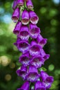 Purple Foxglove Royalty Free Stock Photo