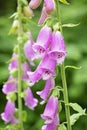 Purple Foxglove Close Up Detail