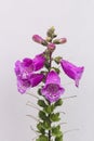 Purple foxglove - digitalis purpurea - bells on a stalk isolated against a grey background in the garden Royalty Free Stock Photo