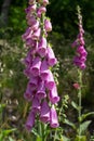 Purple foxglove, Digitalis purpurea Royalty Free Stock Photo