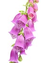 Purple Foxglove (Digitalis Purpurea) Flowers Royalty Free Stock Photo