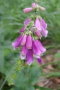 Purple foxglove Digitalis Purpurea L., a species belonging to the family babykatych. Royalty Free Stock Photo